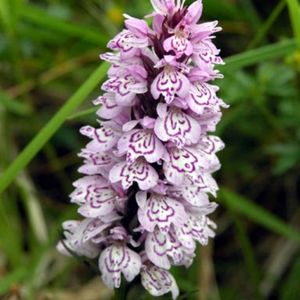 les orchis de Fuchs mauves