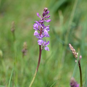 les orchis de Lange mauves 