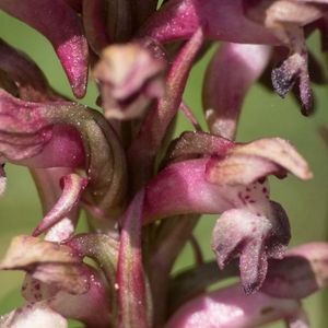 les orchis de Martrin Donos violet aux nuances de blancs