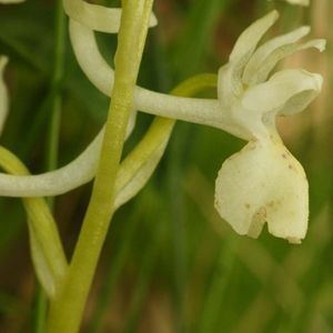 les orchis de Provence blancs