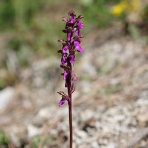 l'orchis de Spitzel violet