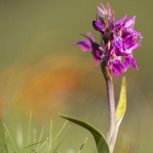 les orchis de mai violets