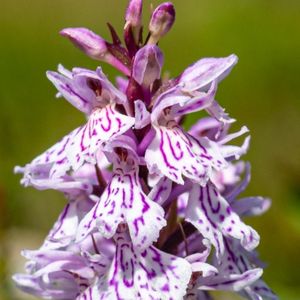 les orchis des bruyères mauves