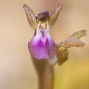 les orchis des collines mauves