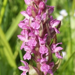 Des orchis incarnats roses