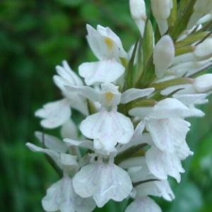 Des orchis macules blancs