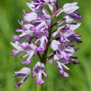 Des orchis militaires violets