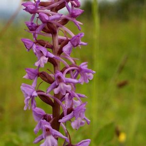 Des orchis moucherons roses