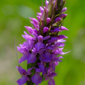 Des orchis négligés violets