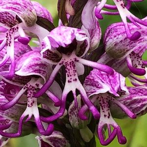 les orchis violets