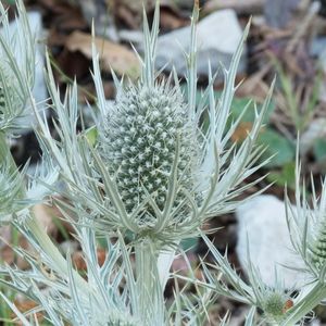 le panicaut blanc des Alpes