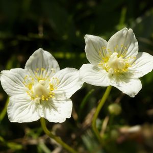 les parnassies des marais blanches