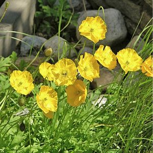 les pavots des Alpes rhétiques jaunes