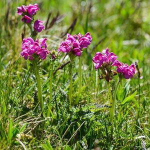 les pédiculaires des Pyrénées roses