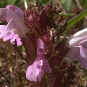 les pédiculaires des bois roses