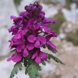 la pédiculaire verticillée violette