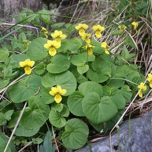 les pensées à deux fleurs jaunes