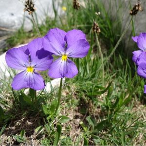 les pensées des Alpes violettes