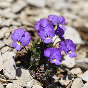 les pensées du Mont-Cenis violettes