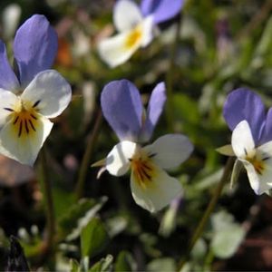 Les pensées tricolores blanches et mauves