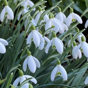 des perces neige blanches