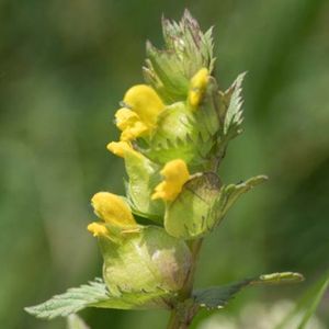 les petits rhinanthes jaunes