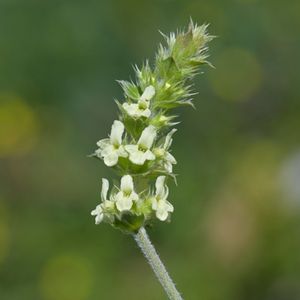 Le petit sideritis blanc