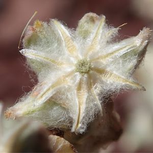 la petite cotonnière blanche