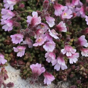 les petites linaires à feuilles grasses roses