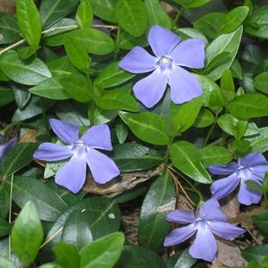 les petites pervenches violettes