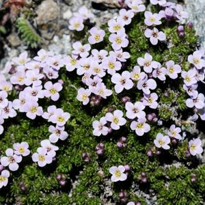 les petrocallis des Pyrénées roses