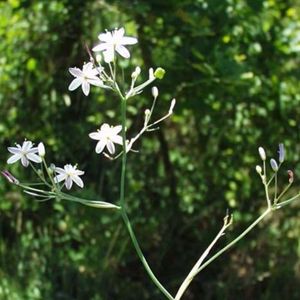 les phalangères à feuilles planes blanches