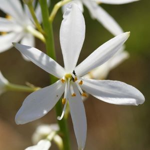 les phalangères à fleurs de lis blanches