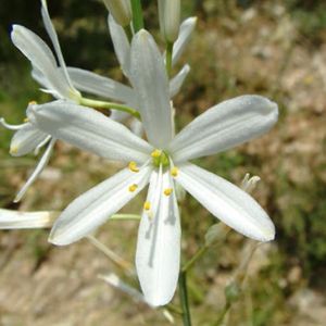 les phalangères blanches