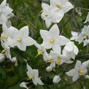 des physalis blanches