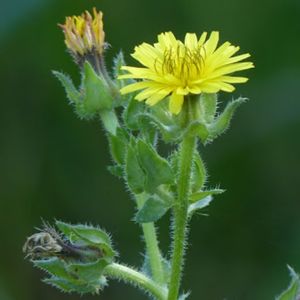 la picride fausse épervière jaune