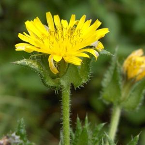 La picride fausse viperine jaune