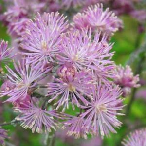 des pigamons à feuilles d'ancolie roses