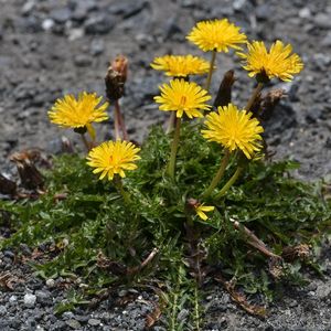 les pissenlits des Pyrénées jaunes