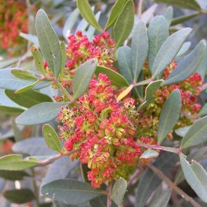 des pistachiers lentistiques rouges