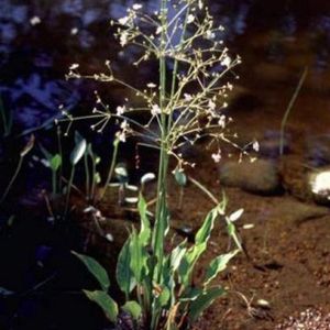 les plantains d'eau blancs