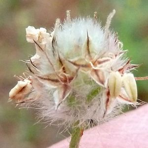 le plantain pied-de-lièvre blanc