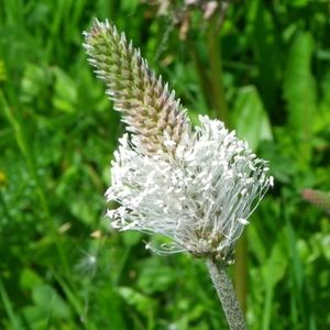 le plantain blanc