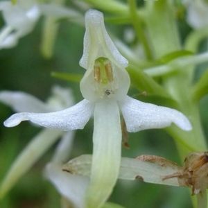 La platanthère à deux feuilles blanche