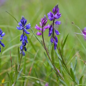 les polygalas chevelus violettes aux nuances de bleues