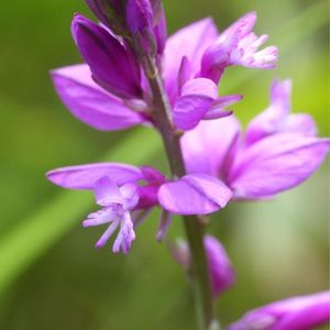 le polygala commun rose