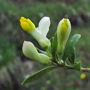 le polygala faux-buis blanc et jaune