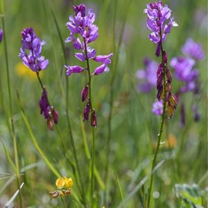 les polygales de Nice violets