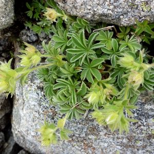 les potentilles des neiges jaunes