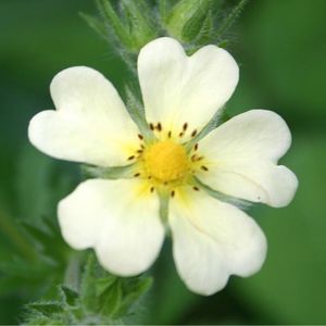 la potentille dressée blanche